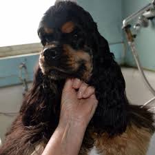 Black And Tan American Cocker Spaniel Pin By Beverley Bremner On Love My Cockers Cocker Spaniel Black Cocker Spaniel Spaniel Puppies