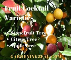 If you can't find what you are looki 7 In 1 Fruit Cocktail Tree One Tree Multiple Fruit Magical Tree Gardening Zeal