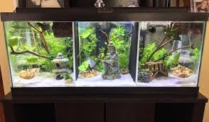 Betta Fish Aquariums Betta Fish Care Fresh Water Fish Tank Betta Fish Tank