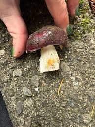 Image result for Russula vinacea