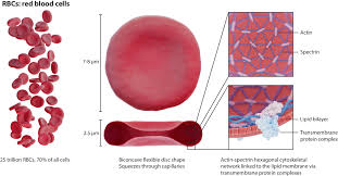 Image result for Red Blood Cell