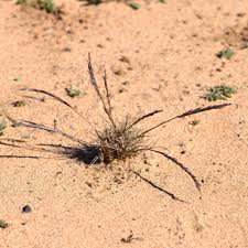 Image result for Tripogon