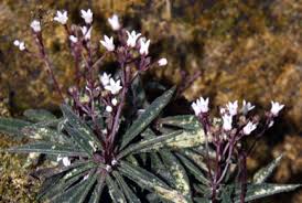 Image result for Loganiaceae