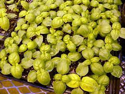 Some seeds grow slowly, and others are quite rapid to germinate. It S Time To Start Your Seeds