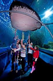 Giant Ray Turkuazoo Aquarium