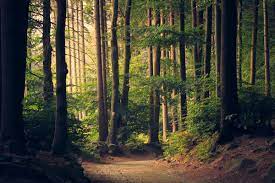 1000 Zoom Backgrounds Download Unsplash Nature Pictures Forest Pictures Forest Bathing