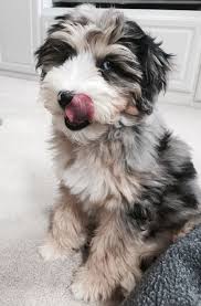 Black And White Parti Aussiedoodle Aussiedoodle 3 Australian Shepherd And Poodle Mix In 2020 Dog Love Cute Dogs Puppies