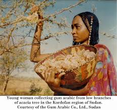 From the 1950s to the early 1990s. Khasiat Arabic Gum Al Manna Gum Arab Petua Amp Tips Acacia Tree Beauty Acacia