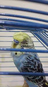 kusumun gozune birsey oldu lutfen yardim edin muhabbet kusu forumu muhabbetkusu com tr