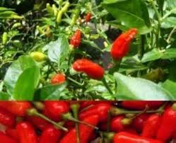 Amazon.co.jp: Luckyseed 激辛の沖縄 ミニ唐辛子 種 40粒 : DIY・工具・ガーデン