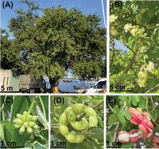 Image result for Pithecellobium dulce