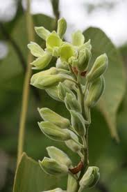 Image result for Rhynchosia hirta