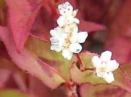 Image result for Persicaria nepalensis