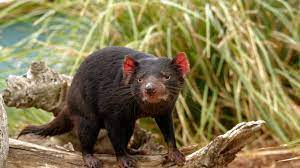 Simple, fluide elle vous donnera des indications essentielles pour une visite parfaite ! Nouveautes 2019 Les Diables De Tasmanie Arrivent Au Zooparc De Beauval Avec Le Nuage