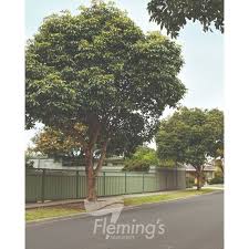 Image result for Lophostemon confertus