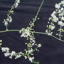 Image result for Agelanthus songeensis