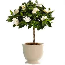 We offer the hottest new selections on the market today as well as numerous classic varieties that gardeners know and love! Buy Send Gardenia Flowers Plant Online Rs 1699 Sendbestgift