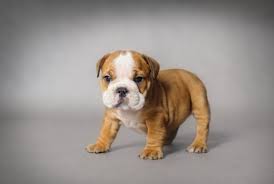 Best Quality British Bulldog Puppies For Sale Singapore January 2022