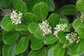 Image result for Cynanchum mossambicense
