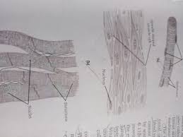 It is the weakest type of muscle but has an essential role in 11. Show The Different Between The Three Types Of Muscle Fibers With Diagram Brainly In