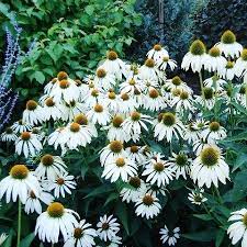 Coneflower Seeds White Swan Flower Seeds In Packets Bulk Eden Brothers Echinacea Purpurea Echinacea Annual Plants
