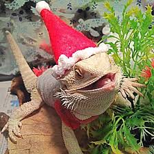 A festive design for bearded dragon lovers! Buy Bearded Dragon Christmas Outfit Cheap Online