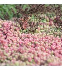 Image result for Sedum ruwenzoriense