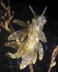 Image result for Glossostelma spathulatum