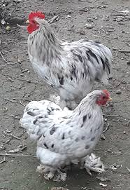 A single chicken back then could sell for as much as a house. Splash Cochin Bantam Chickens For Sale Cackle Hatchery