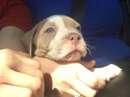 $2,500 (live oak fl) pic hide this posting restore restore this posting. Xl American Bully Puppys Sire Puppies Dogs For Sale Facebook