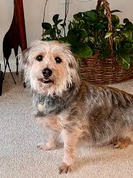 Who are the members of the Norfleet Brothers group?