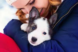 Training your siberian husky puppy doesn't have to be a struggle. Puppy Training 101 Guide Start With Socialization Then Obedience