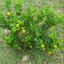 Yang berduri sedang dalam proses pertumbuhan, mudah2 an tumbuhlah nanti. Pokok Limau Kasturi Hybrid Shopee Malaysia