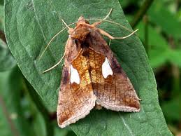 Image result for Autographa bractea