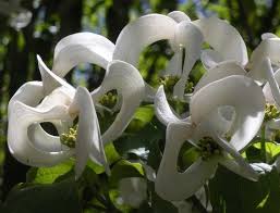 We did not find results for: Cornus Florida Urbiniana Magic Dogwood Mexican Flowering Dog Wood 5 Seeds Rare Seeds Dogwood Trees Plants