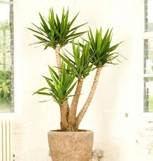 Tolle Yucca Palme In Dem Zimmer Im Grossen Topf Yucca Palme 1 85m Yucca Palme 26 Fantastische Bilder Zu In 2020 Yucca Plant Yucca Plant Indoor Indoor Tropical Plants