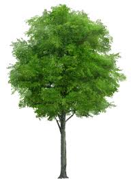 Trees Gallery Isolated Stock Photos By Nobacks Tree Photoshop Tree Images Garden Illustration Fem eridan don t deny the science noback transparent background png clipart.