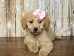 Here at forest creek kennels we strive to breed the healthiest. F1b Mini Goldendoodle Dog Female Cream 2344398 Pets N Pals Staunton Va