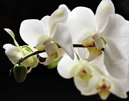 Wir haben ihnen 5 tipps zusammengefasst, mit denen sie ihre orchidee garantiert wieder zum blühen bringen: Orchideen Wieder Zum Bluhen Bringen Nachgeharkt