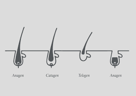 The Hair Growth Cycle