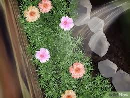 Piantine di portulaca online / pianta portulaca : Come Prendersi Cura Della Portulaca 13 Passaggi