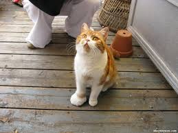 I hope you see a doctor if the symptoms get worse or if you get stung again. What To Do When Your Cat Gets Stung By A Bee Love Meow