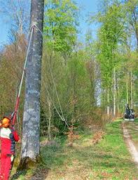 Was sich so einfach anhört, ist aber mit einer menge vorsicht zu genießen. 41 Baum Fallen Ideen Baum Fallen Motorsage Holzernte