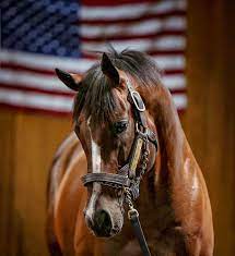 Horse Racing Club On Instagram Happy 4th Of July Constitution Usa Fantastic Picture By Winstar Horses Horse Racing Horse Equestrian