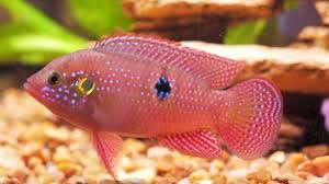 Namun anda dapat memelihara ikan hias yang tidak kalah cantik cukup dengan air tawar loh. Jenis Ikan Hias Air Tawar Cocok Dipelihara Di Aquarium Atau Kolam