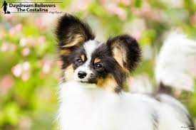 Papillon information including pictures, training, behavior, and care of papillons and dog breed mixes. The Costalina Daydream Believers Papillons Home Facebook
