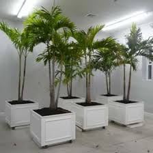 As a general rule, palm trees need to be transplanted when the roots are coming out of the pot bottom, the soil becomes compacted or the palm tree becomes too unstable. Pvc Planter Boxes On Wheels With Palm Trees Growing Out Lawn And Garden Plants Front Door Flowers