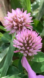Image result for Trifolium isthmocarpum