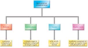 Macromolecules Template Lessons Tes Teach