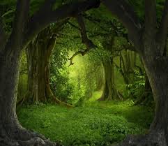 3d Ancient Forest 28 With Images Forest Backdrops Forest Photos Fantasy Forest